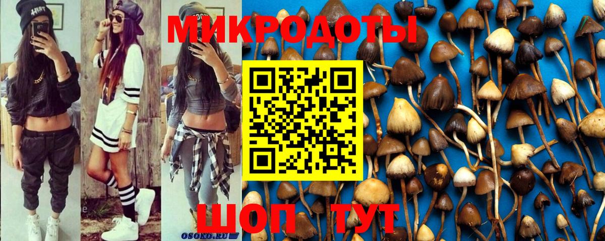 Галлюциногенные грибы Psilocybe Тосно